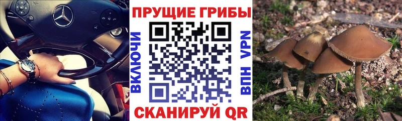 Псилоцибиновые грибы GOLDEN TEACHER  Заполярный 